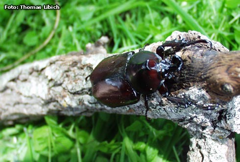 Xylotrupes gideon borneensis