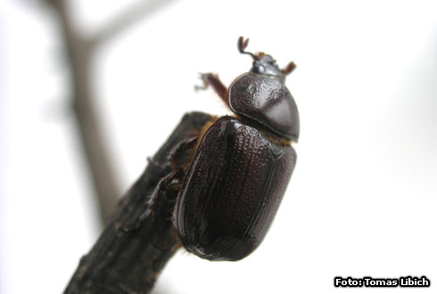 Cyphonisthes vallatus septentrionalis (?)