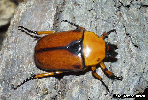 Dilochrosis atripennis