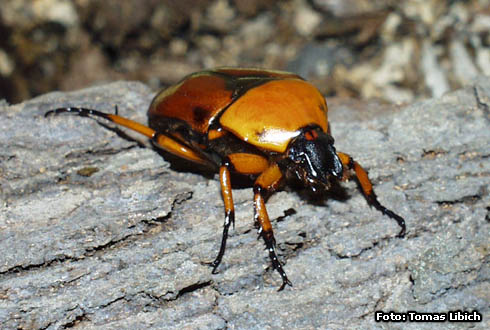 Dilochrosis atripennis