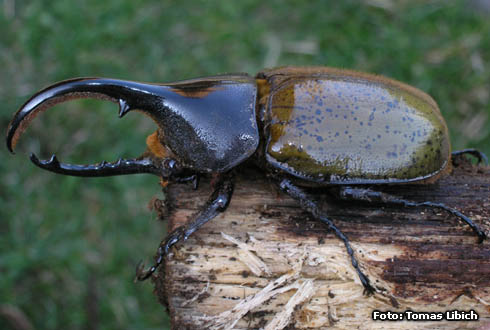 Dynastes hercules morishimai WILD