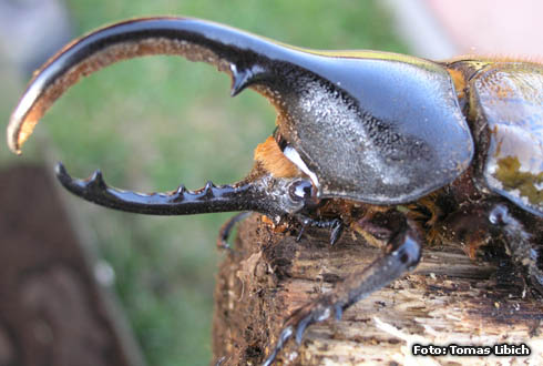 Dynastes hercules morishimai WILD