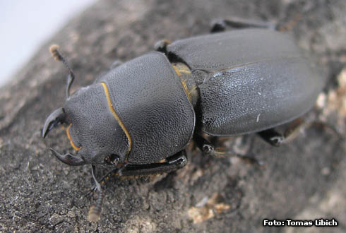 Dorcus paralellipipedus