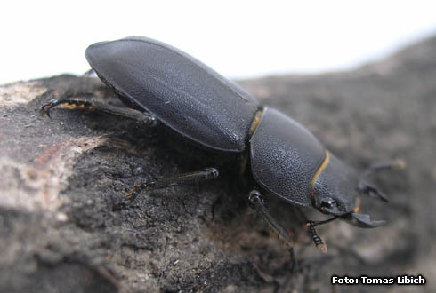 Dorcus paralellipipedus