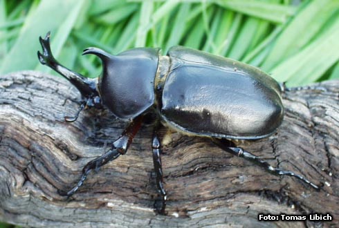 Allomyrhina dichotomus tunobosonis<br/>ツノボソカブト 