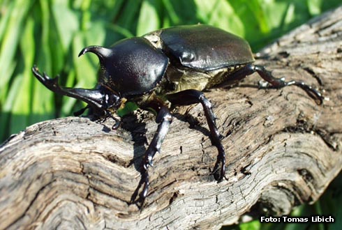 Allomyrhina dichotomus tunobosonis<br/>ツノボソカブト 