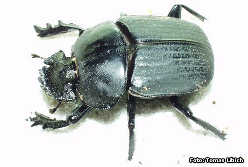 Dung beetle