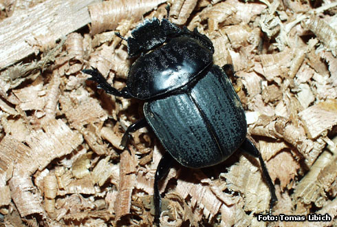 Dung beetle