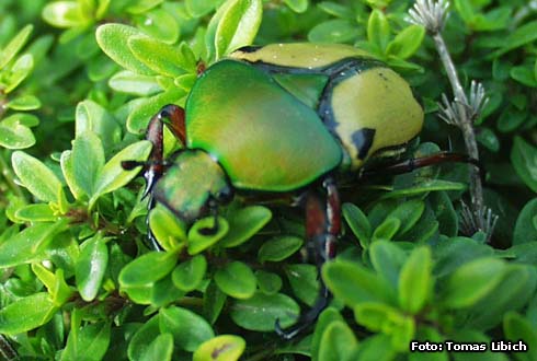 Eudicella euthalia