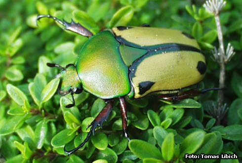 Eudicella euthalia