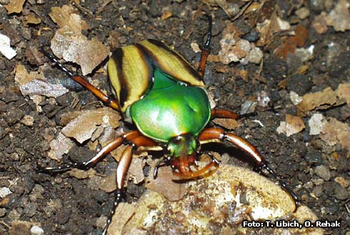 Eudicella gralli gralli