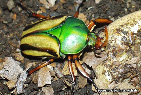 Eudicella gralli gralli