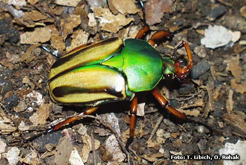 Eudicella gralli gralli