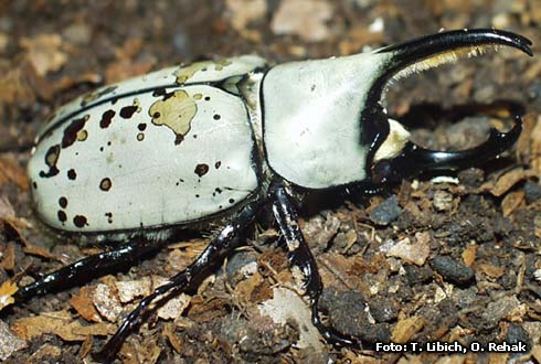 Dynastes granti<br/>グラントシロカブト