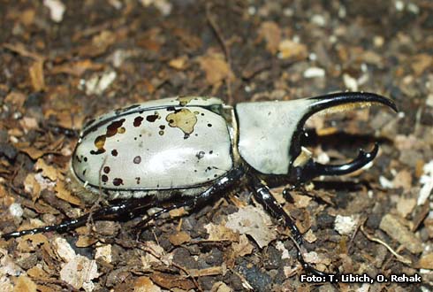 Dynastes granti<br/>グラントシロカブト