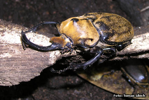 Megasoma elephas occidentalis