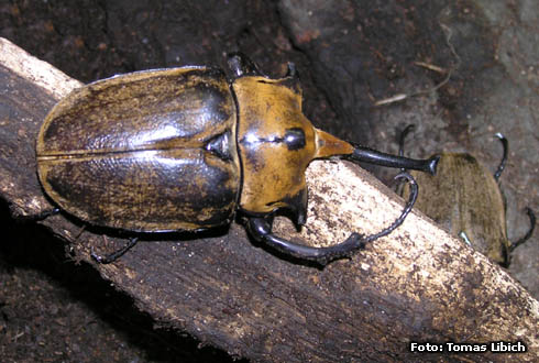 Megasoma elephas occidentalis<br/>エレファス・オキシデンタリス