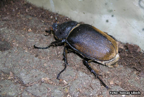 Megasoma elephas occidentalis<br/>エレファス・オキシデンタリス