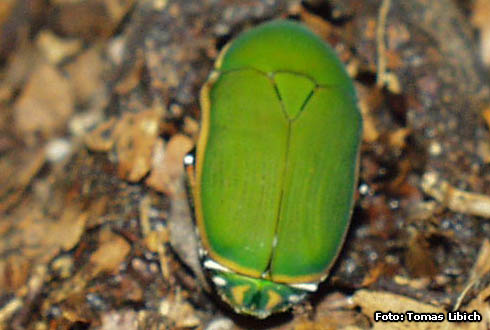 Marmylida marginella