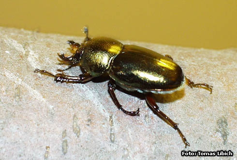 Lamprima micardi