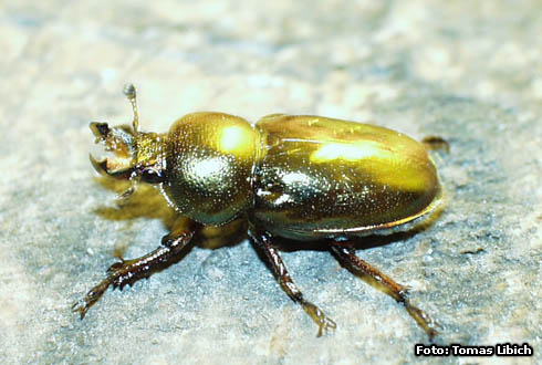 Lamprima micardi