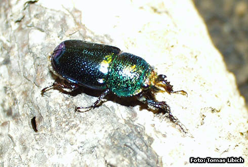 Lamprima micardi