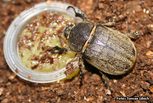 Megasoma joergenseni penyai<br />ペーニャヒメゾウカブトムシ