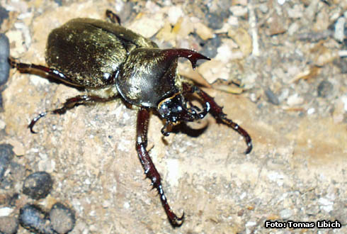 Xylotrupes pubescens