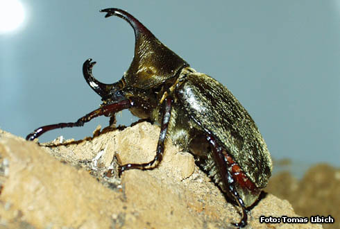 Xylotrupes pubescens