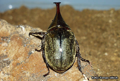 Xylotrupes pubescens