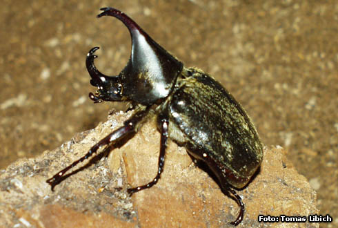 Xylotrupes pubescens