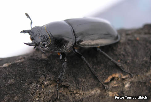 Rhaetulus crenatus<br/>タイワンシカクワガタ