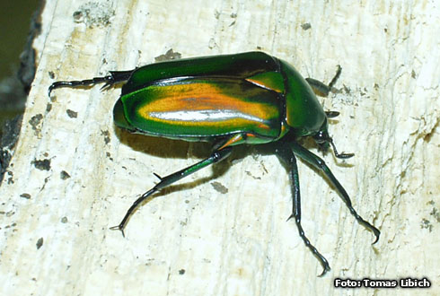Rhomborrhina resplendens