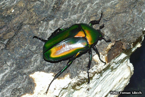 Rhomborrhina resplendens