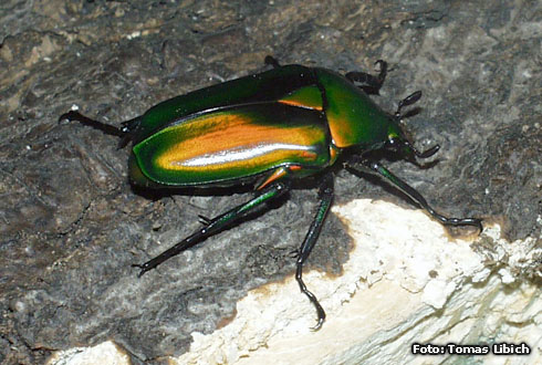 Rhomborrhina resplendens