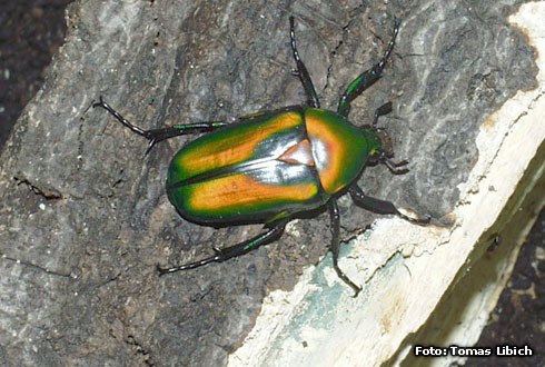 Rhomborrhina resplendens