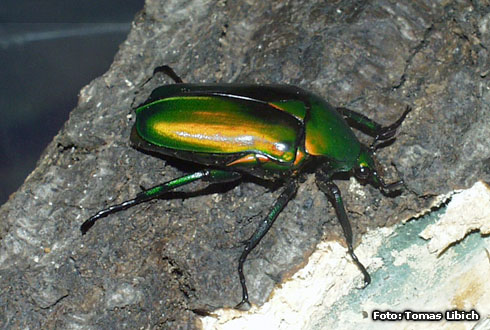 Rhomborrhina resplendens