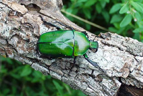 Rhomborrhina splendida