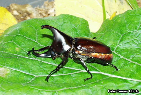 Xylotrupes gideon tokinensis