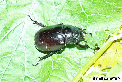 Xylotrupes gideon tokinensis