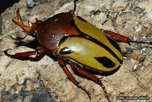 Eudicella trilineata interruptefasciata