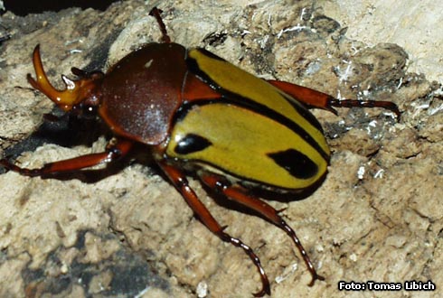 Eudicella trilineata interruptefasciata