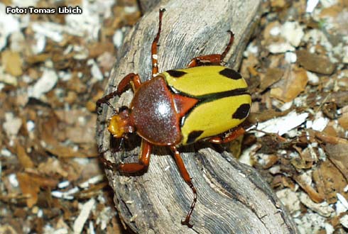 Eudicella trilineata interruptefasciata<br/>クロミスジサスマタカナブン