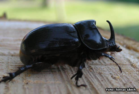 Xyloryctes jamaicensis<br/>アリゾナイッカクサイカブト