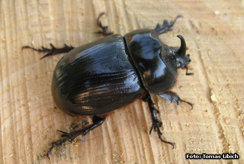 Xyloryctes jamaicensis